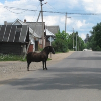 Задумчивая лошадь...