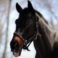Horse Tongue