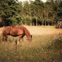 Пейзаж с конем
