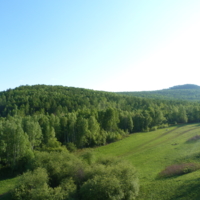 зелёное море тайги