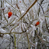 В ледяном плену