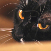 Да, это котик