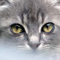 Взгляд хищника