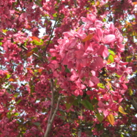 "Розовая" весна