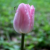 Нежность весны