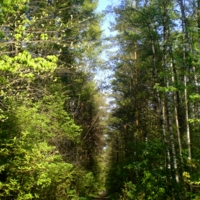 Солнечная дорожка