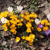 Крокусы.