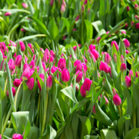 Весенние цветы.