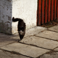 "Понаехали тут ...
