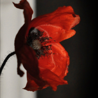 Драматический портрет