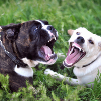 Мелодия на два голоса