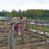 Страусиная пасть