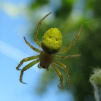 Восьминогий охотник