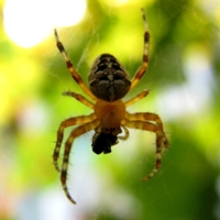 Руки-ноги Мухе верёвками крутит