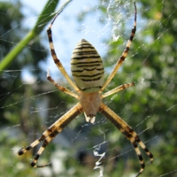 Поджидая жертву