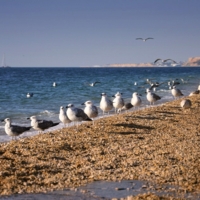 Просто чайки, просто море