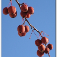 Птицам на радость