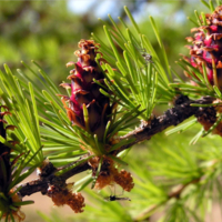 Молодая лиственница