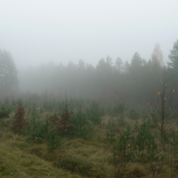 Густой туман над лесом