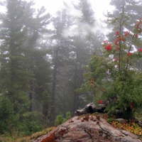 А в тайге по утрам туман...