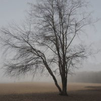 Дерево в тумане!