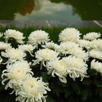 Хризантемы.