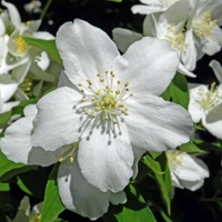 Яблоневый цвет