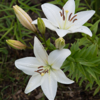 Лилия цветёт