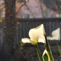 Осень за окном