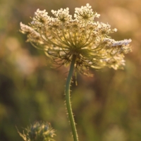 Вечер в поле
