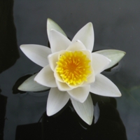 Нимфея альба