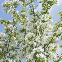 Белоснежные яблоневые цветы