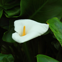 Белокрыльник.