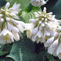 Цветет хоста