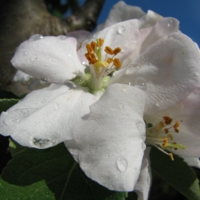 Яблоневый цвет