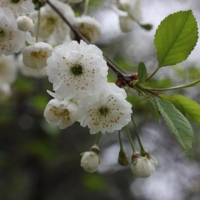 Нежность весны.