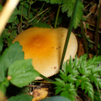 Лесная находка