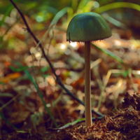 Растёт гриб одинокий