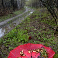 Первый сбор 