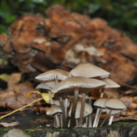 Грибы на фоне грибов