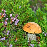 Среди вереска и вороники.