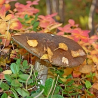 Не успел замаскироваться...