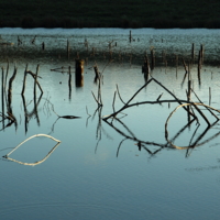 Геометрия болота