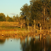 Бобриное царство