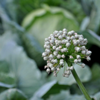 Геометрия на грядке