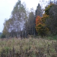 Осень на лесной полянке