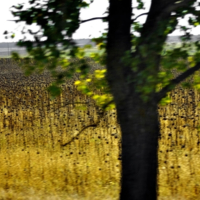 Подсолнечная осень