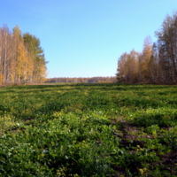 Поле сурепки 