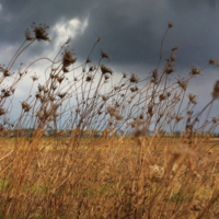 Перед дождем