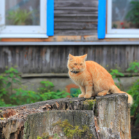Сельская зарисовка.